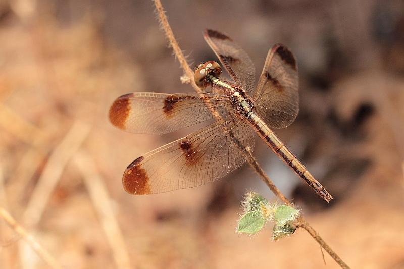 _MG_4563 Neurothemis tullia.JPG